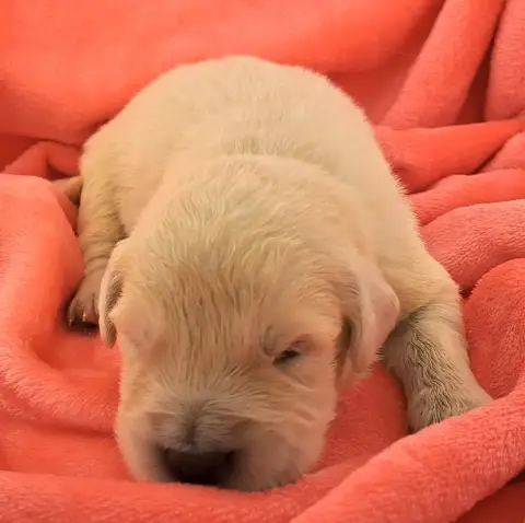 Golden Retriever  Benji photo 2