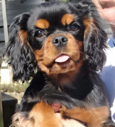 Cavalier King Charles Spaniel photo 2