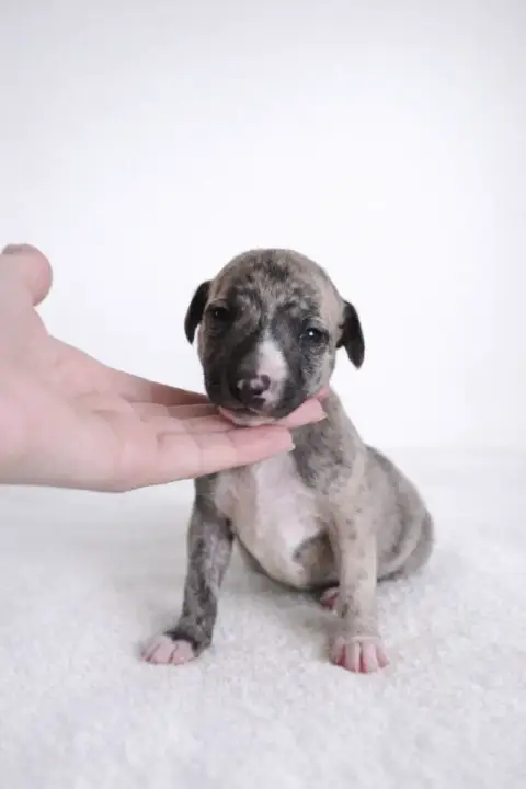 Whippet  Be My Secret Des Rives De Riss