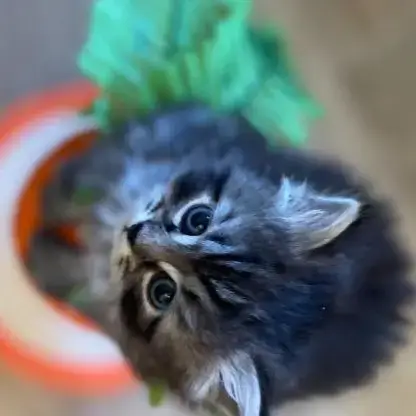 Chatons À Vendre Loof