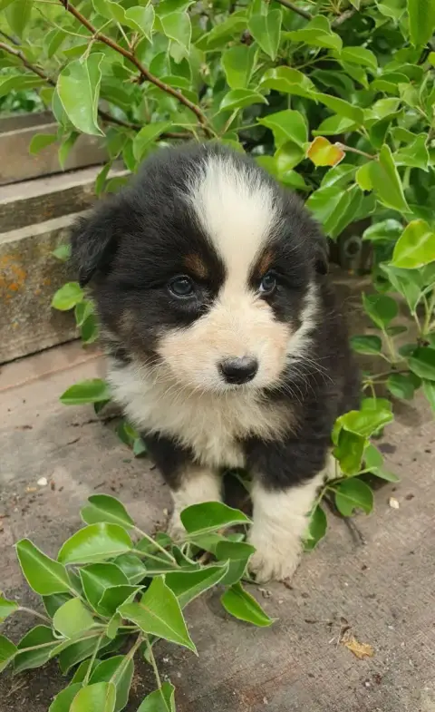 Berger Australien  Chiot N°8 - photo 2