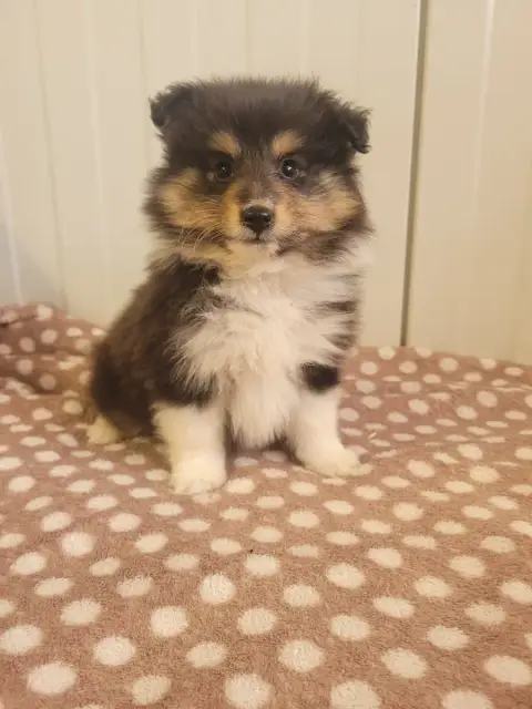 Shetland Sheepdog  Chiot N°2 Des Terres De Bourguenai f50ac