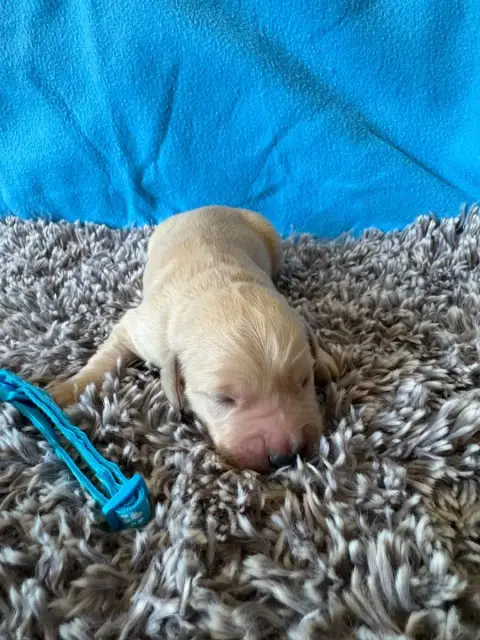 Golden Retriever  Collier Bleu Ciel Des Gardiennes De b4d3e photo 2