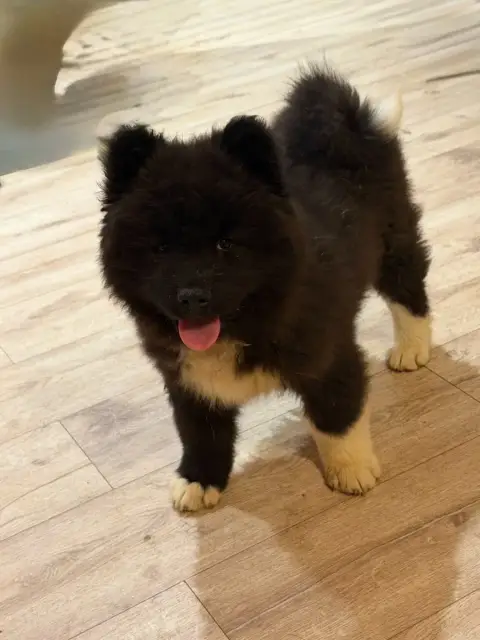 Akita Americain  Bailley De La Légende Des Deux Loups b8e4c photo 2