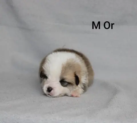 Welsh Corgi Pembroke 
                        Mr Or O 2a2fd