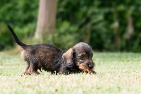Teckel Poil Dur  Chiot N°2 Du Mas De Canteperdrix