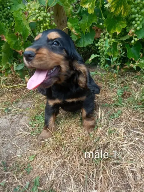 Cocker Spaniel Anglais  Chiot N°1 Des Pres Flamands b2935