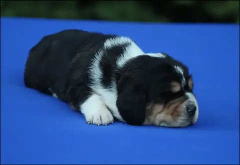 Basset Hound  Chiot 6 De La Flamme Sacrée D'Hestia photo 2