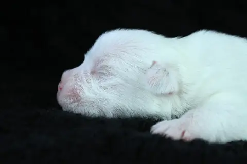 Parson Russell Terrier  Chiot 4 Des Very Important Pa f302a photo 3