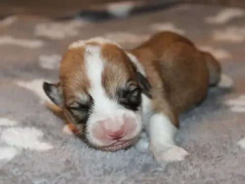 Welsh Corgi Pembroke  Chiot N°3 Du Clos D'Arlequin