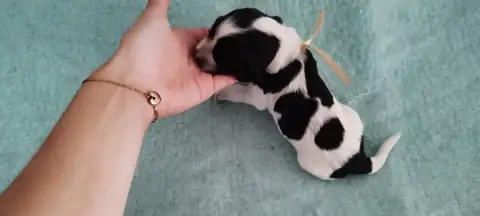 Cocker Spaniel Anglais  Collier Jaune