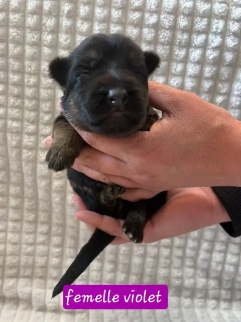 Berger Allemand  Chiot 1 Du Clos De La Chanson