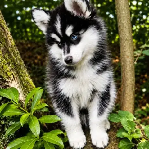 Mâle Pomsky F4 Disponible De Suite
