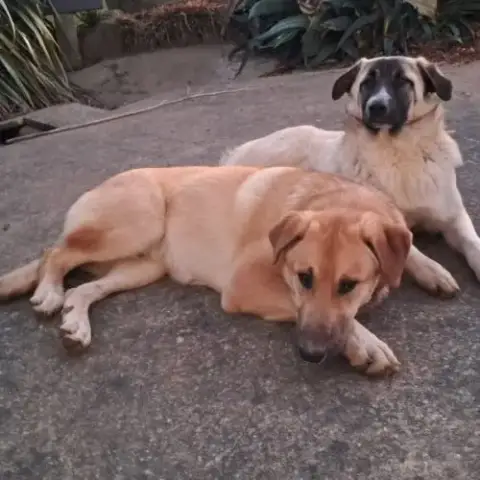 Chiots