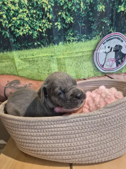 Cane Corso  Chiot N°9 Des Diamants Du Colisée Jcm photo 3
