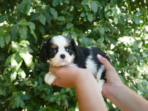 Cavalier King Charles Spaniel  Chiot N°1 Du Temps Des cfa61