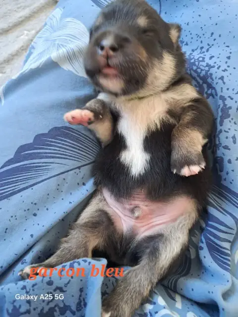 Chien Finnois De Laponie  Chiot Mâle Collier Bleu Car a33f9