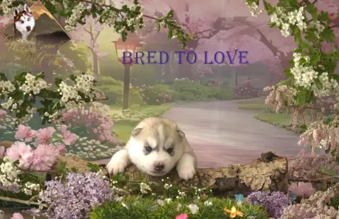 Siberian Husky  Bred To Love De Naya'S Dream Wolf Val e9e4e