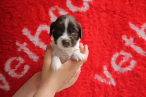 English Springer Spaniel  B Brush Master