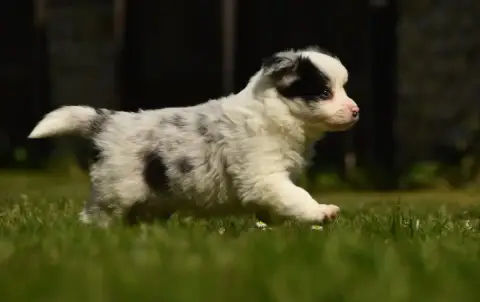 Border Collie  Chiot N°3 Des Collines De Sagne photo 2