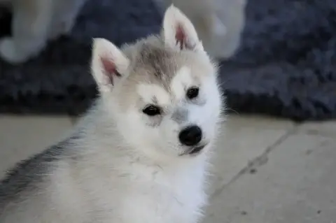 Siberian Husky  Mâle 5 Gris Et Blanc Des Sarmentins 8391b