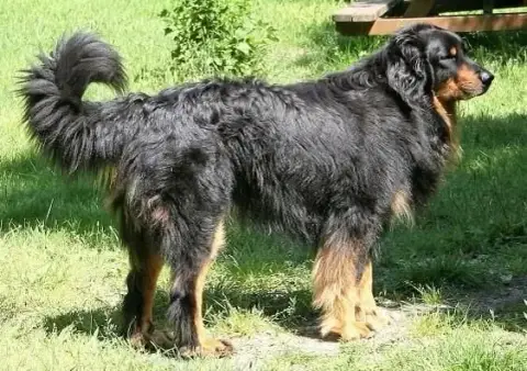 Hovawart  Chiot 1 Ed Des Leus Altiers photo 2