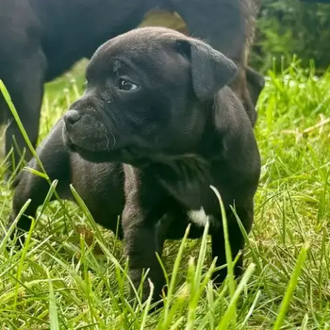 Staffordshire Bull Terrier