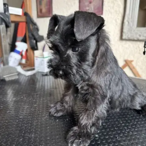 Chiot