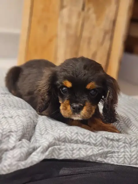 Cavalier King Charles Spaniel  Brave photo 2