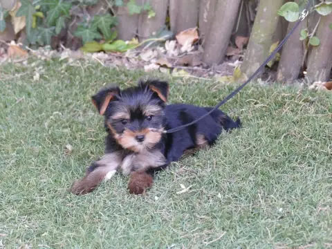 Yorkshire Terrier  Chiot N°4 Du Temps Des Amazones