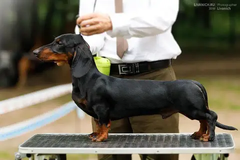 Teckel Poil Long  Chiot N°2 Gabéric'S photo 2
