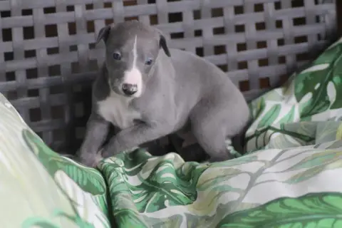 Whippet  Mâle Bleu Du Frison Impérial