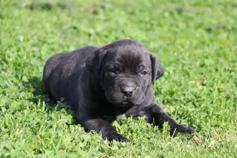 Cane Corso  Male 5 Noir Bringé Du Royaume De Pandess 29cae