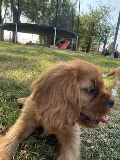 Cavalier King Charles Spaniel 
                       55071 photo 2