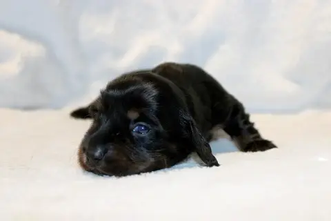 Teckel Poil Long  Chiot N°5 Of Moonlight Blue photo 3