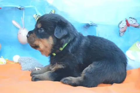 Rottweiler  Collier Vert Clair Des Gardiens De Feu photo 2