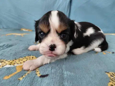 Cavalier King Charles Spaniel  Ft2 De La Horde Royale 60572 photo 2