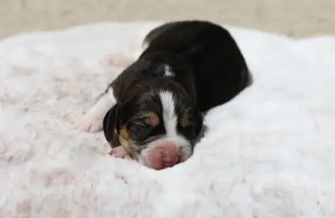 Beagle  Chiot 3 De La Rivière D’Hayley