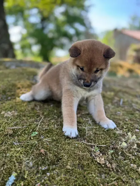 Shiba  Collier Bleu - photo 2