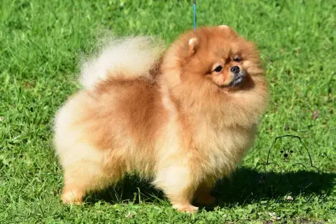 Spitz Allemand  Chiot N°2 Des Spitz'Chouns photo 3