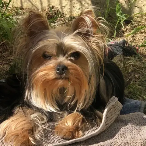 Yorkshire Terrier  Chiot N°4 De La Choupette Family e0634 photo 3