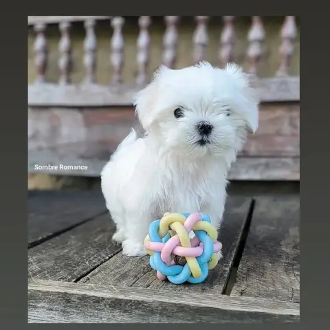 Adopter Bichon Maltais  Baya Sombre Romance