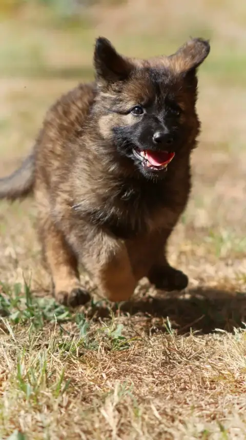 Berger Allemand  Chiot N°6 Au Royaume D'Une Nuit Etoi e74c0