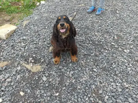 Cocker Spaniel Anglais  B Brush Master photo 2