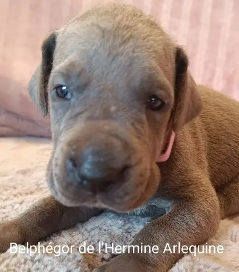 Dogue Allemand 
                        Belphegor De  cc76b photo 2