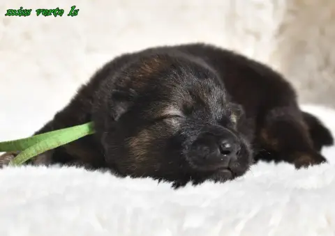 Eurasier  Chiot 3 Des Legendes De Retz