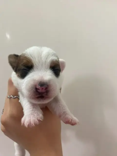 Jack Russell Terrier  Chiot 3 Du Giron