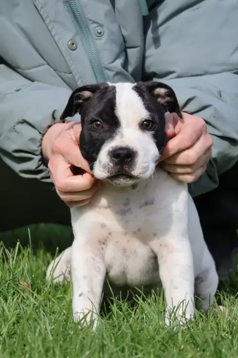 Staffordshire Bull Terrier  Chiot 5 photo 3