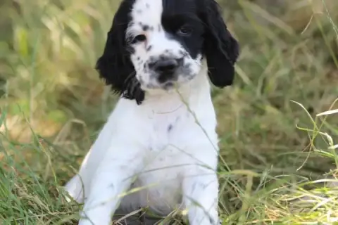 English Springer Spaniel