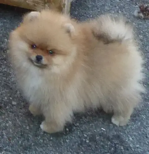 Spitz Allemand 
                        Balto Des Pet f76dd